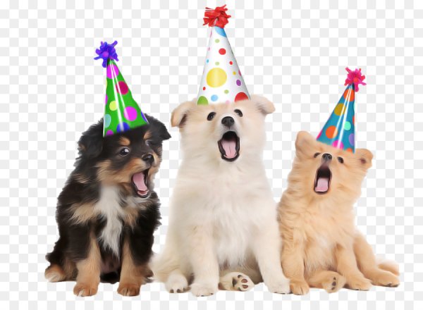 День рождения собаки