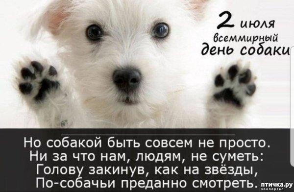 Всемирный день собак