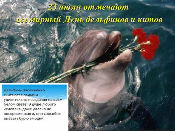 23 Июля день китов и дельфинов