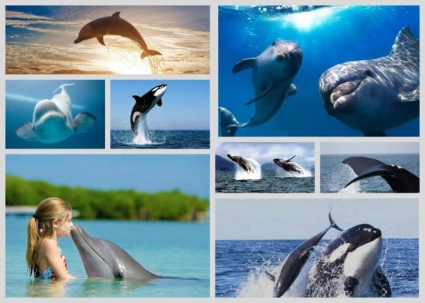 23 Июля день китов и дельфинов