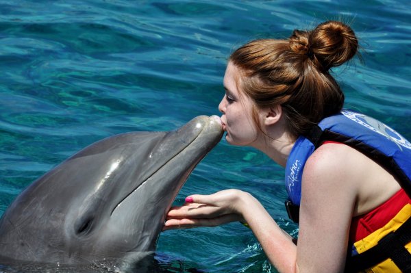 Киты и дельфины