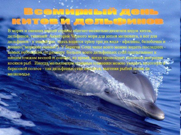 Мероприятие к Всемирному Дню китов и дельфинов