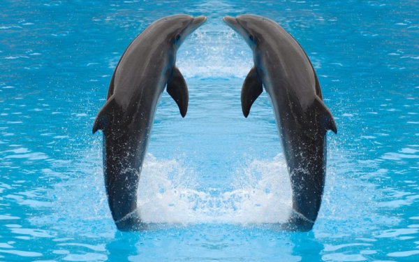 Всемирный день китов и дельфинов 2020