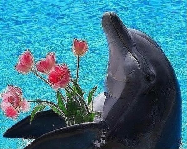Дельфин с цветком
