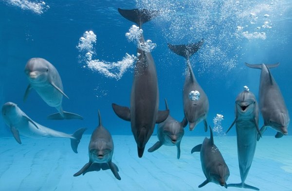 Стая дельфинов
