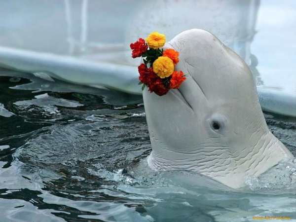 Дельфины с цветами