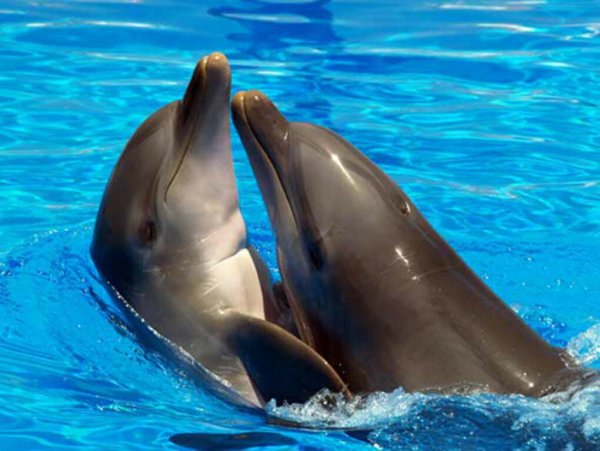 Дельфины любовь