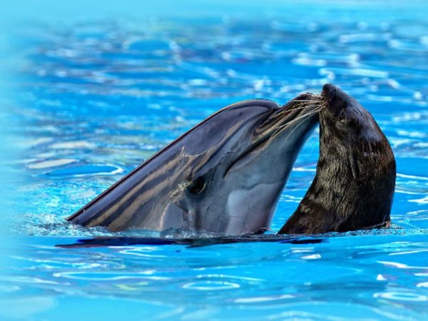 Китообразные дельфиновые