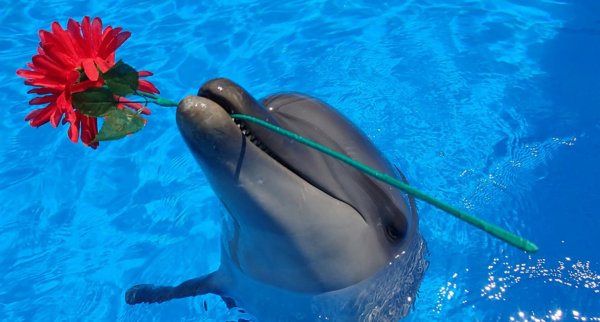 Дельфины в дельфинарии