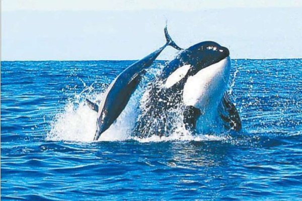 23 Июля Всемирный день китов