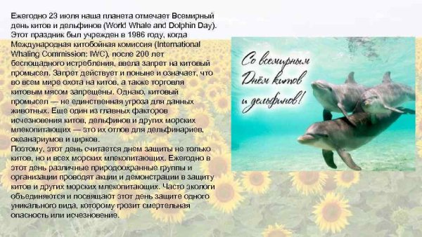 Дельфины поздравляют с днем рождения