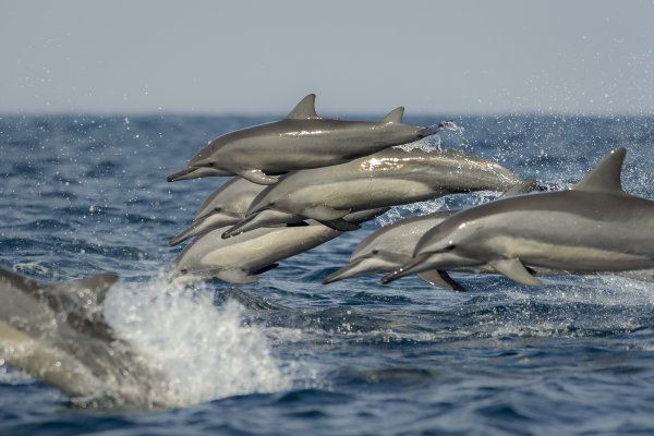 Картина дельфины