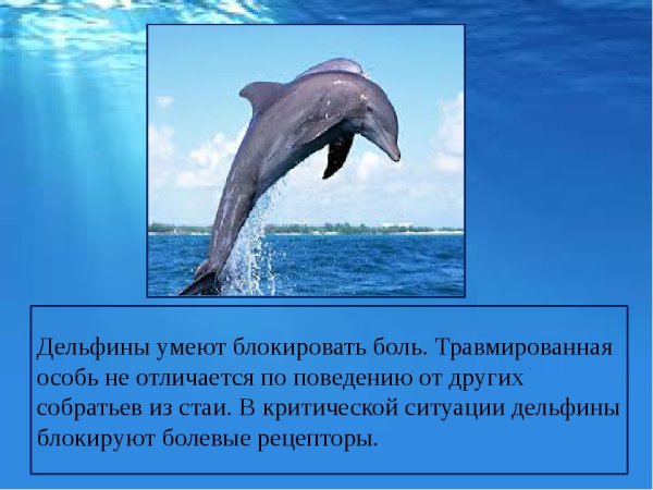 Киты и дельфины
