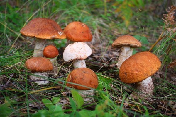 День Акилы дозоры 27