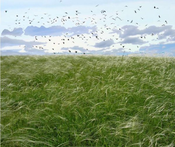 День Акилы соломенного