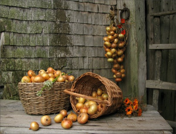 Народный праздник луков день