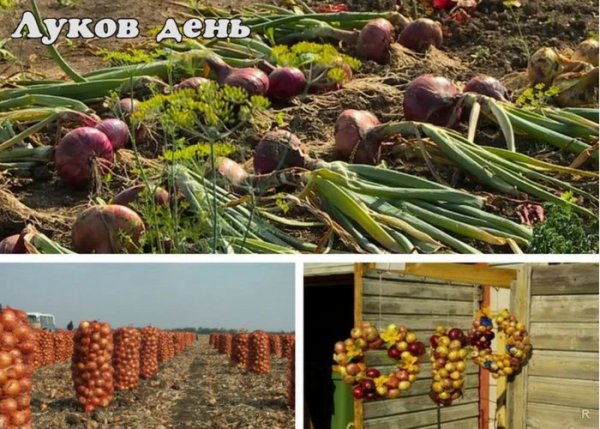 Луков день 20 сентября