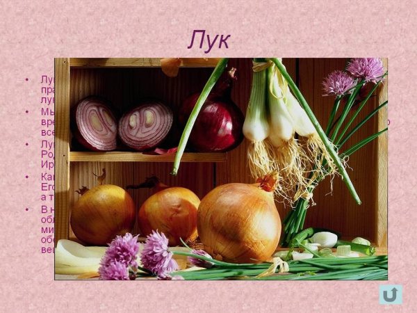 Всемирный день лука