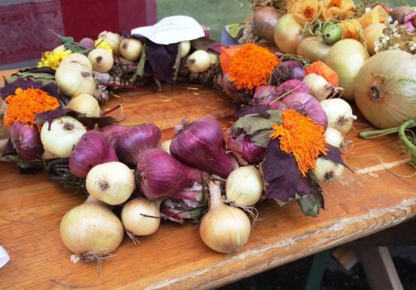 Осенний лук овощ