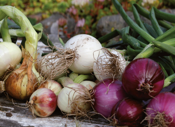 Луков день 31 октября