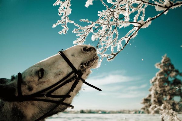 Степанов день праздник