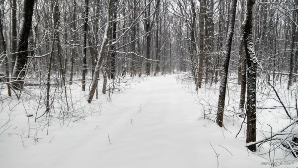 Степанов день картинки