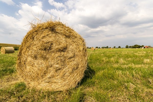 Угрюмов картины лоси Тюмень