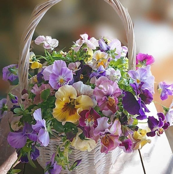 Анютины глазки флорист