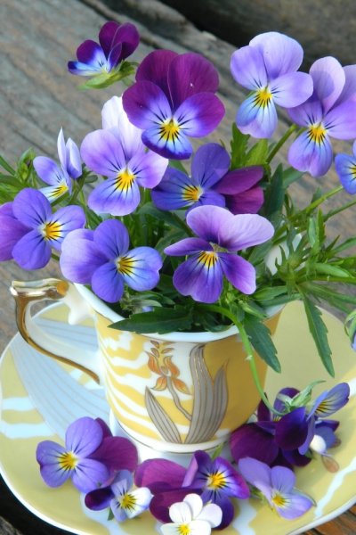 Керамофлористика Лесная фиалка