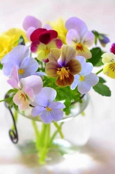 Цветы Анютины глазки букет