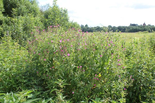 Уходит лето не прощаясь