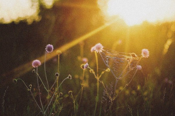 Молодость уходит лето