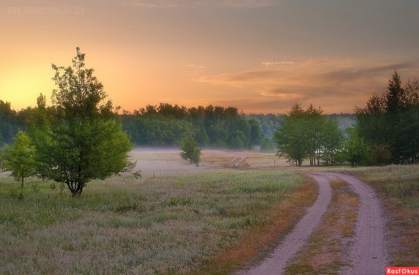 Осень цветы
