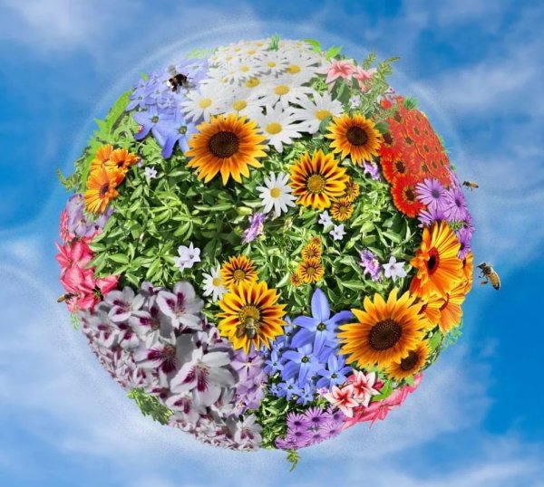 Разноцветная Планета