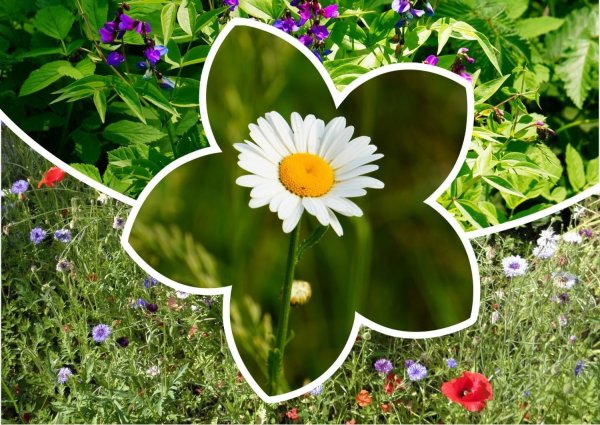 День цветка 21 июня