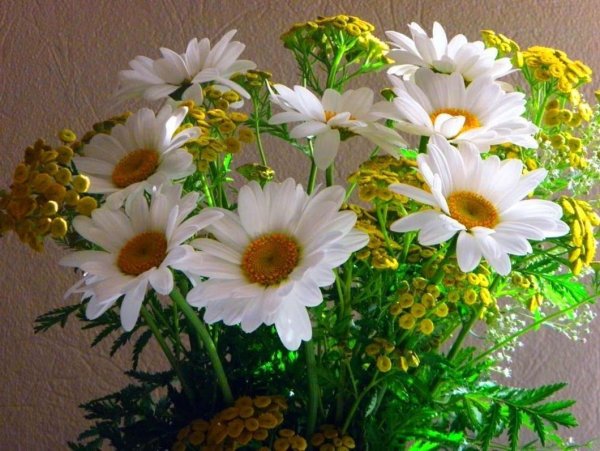 Добрый вечер ромашки