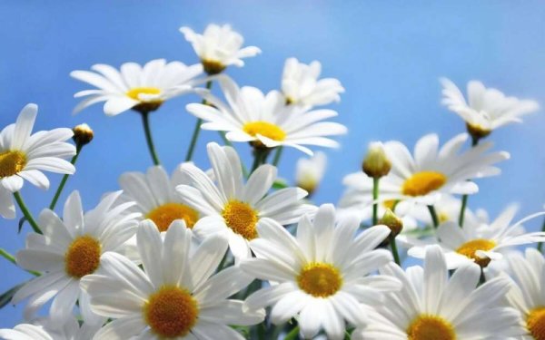 Ромашка цветы