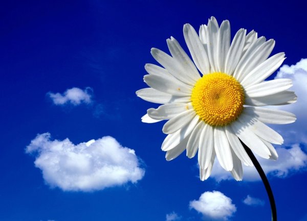 Ромашки на голубом небе