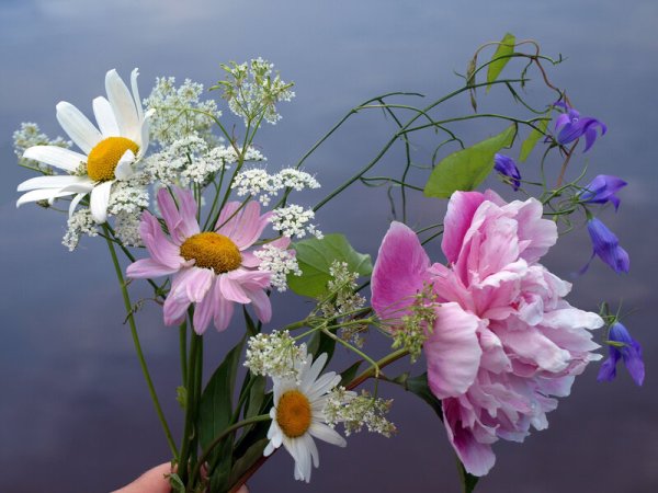 Чудесные полевые цветы