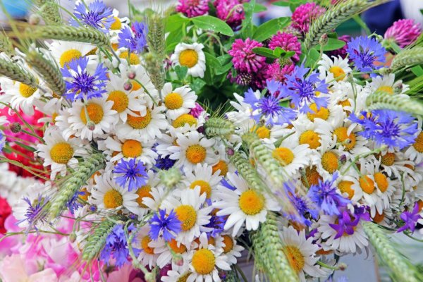 Июльские полевые цветы