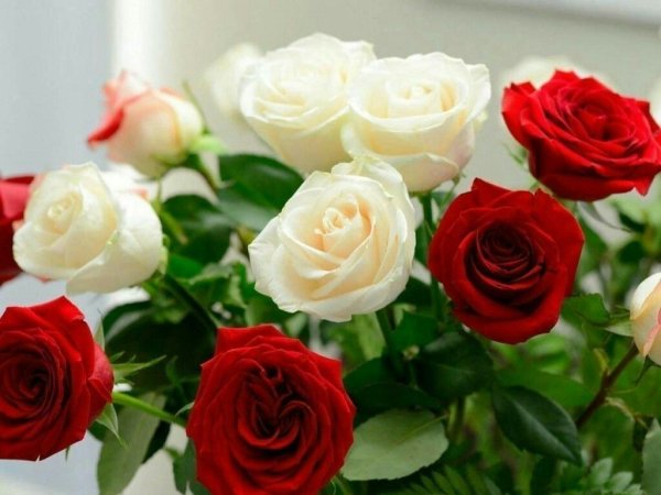 Розы для милой