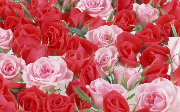 Открытки с розами