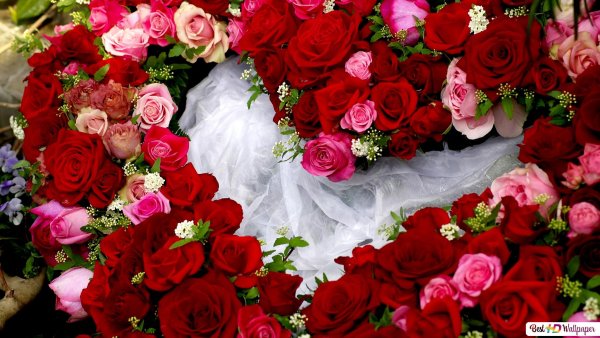 Много много роз