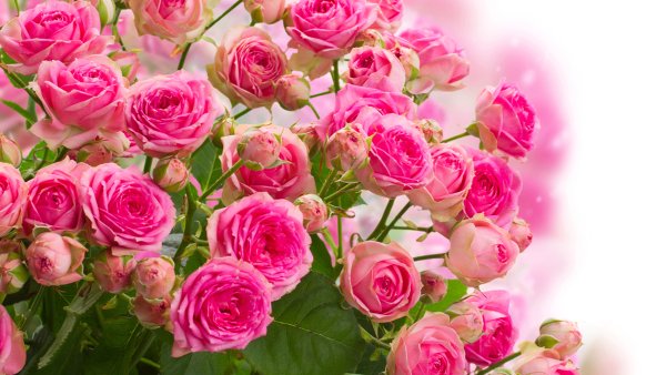 Розовые розы