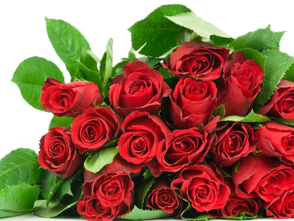 Букет красных роз на прозрачном фоне
