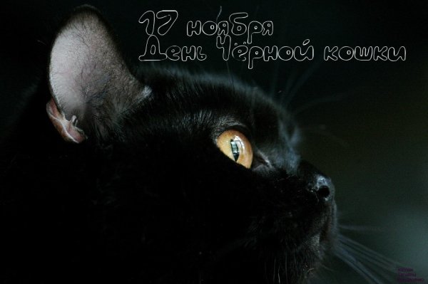 Черный кот с серыми глазами