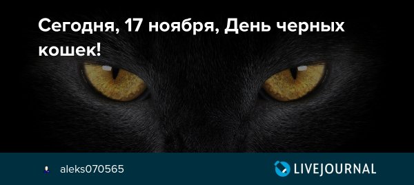День черной кошки