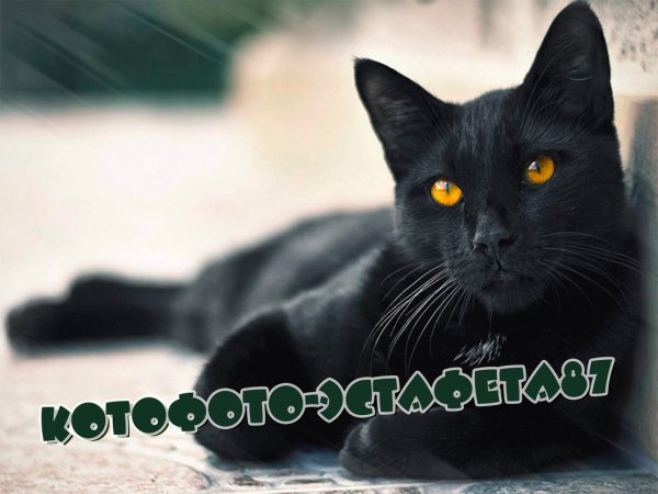 Международный день черного кота