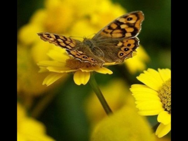 Афоризмы добрый день