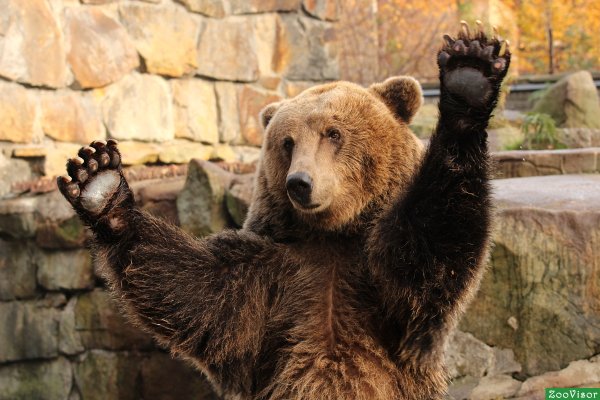 Топтыгин медведь